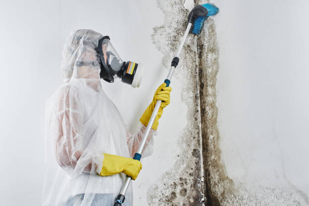 Best Best Mold Removal Companies  in Springfield, CO
