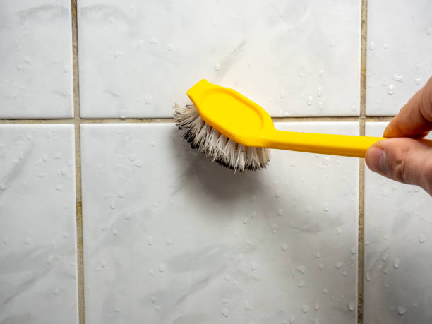 Best Mold Removal Company Near Me  in Springfield, CO