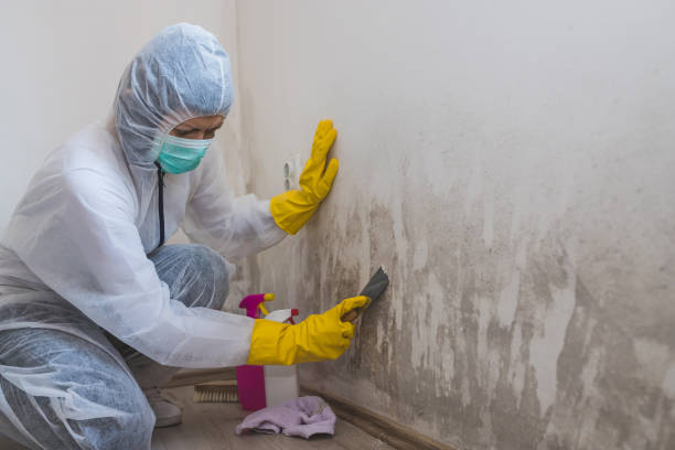 Best Crawl Space Mold Removal  in Springfield, CO
