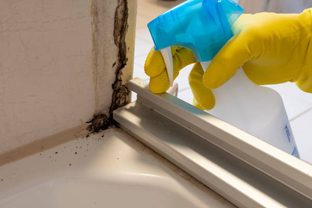 Best Toxic Mold Removal  in Springfield, CO