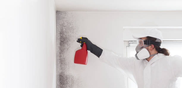 Home Mold Removal in Springfield, CO