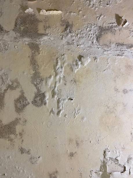Best Attic Mold Removal  in Springfield, CO