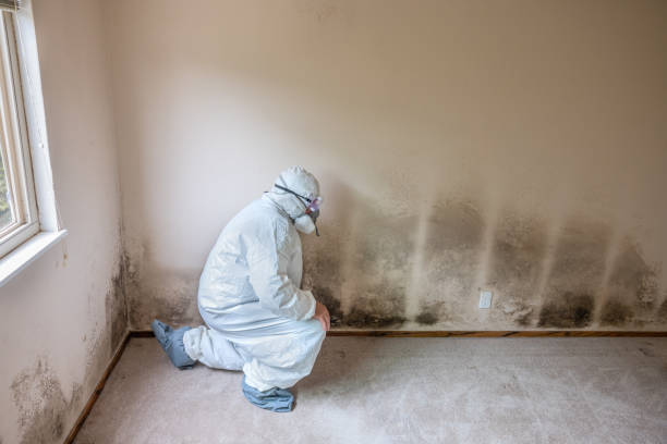 Springfield, CO Mold Removal Company