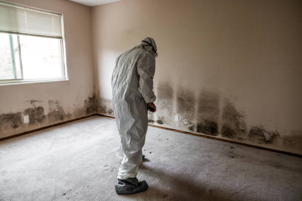 Best Commercial Mold Removal  in Springfield, CO
