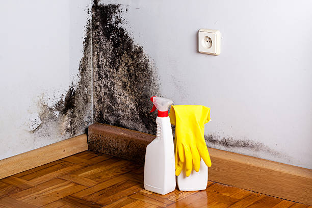 Best Mold Removal Company Near Me  in Springfield, CO