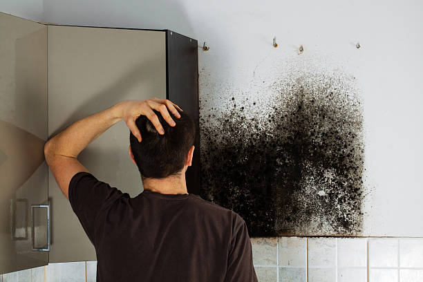 Best Fast Mold Removal  in Springfield, CO