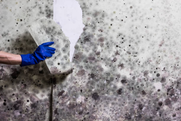 Best Residential Mold Removal  in Springfield, CO