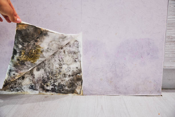 Best Best Mold Removal Companies  in Springfield, CO